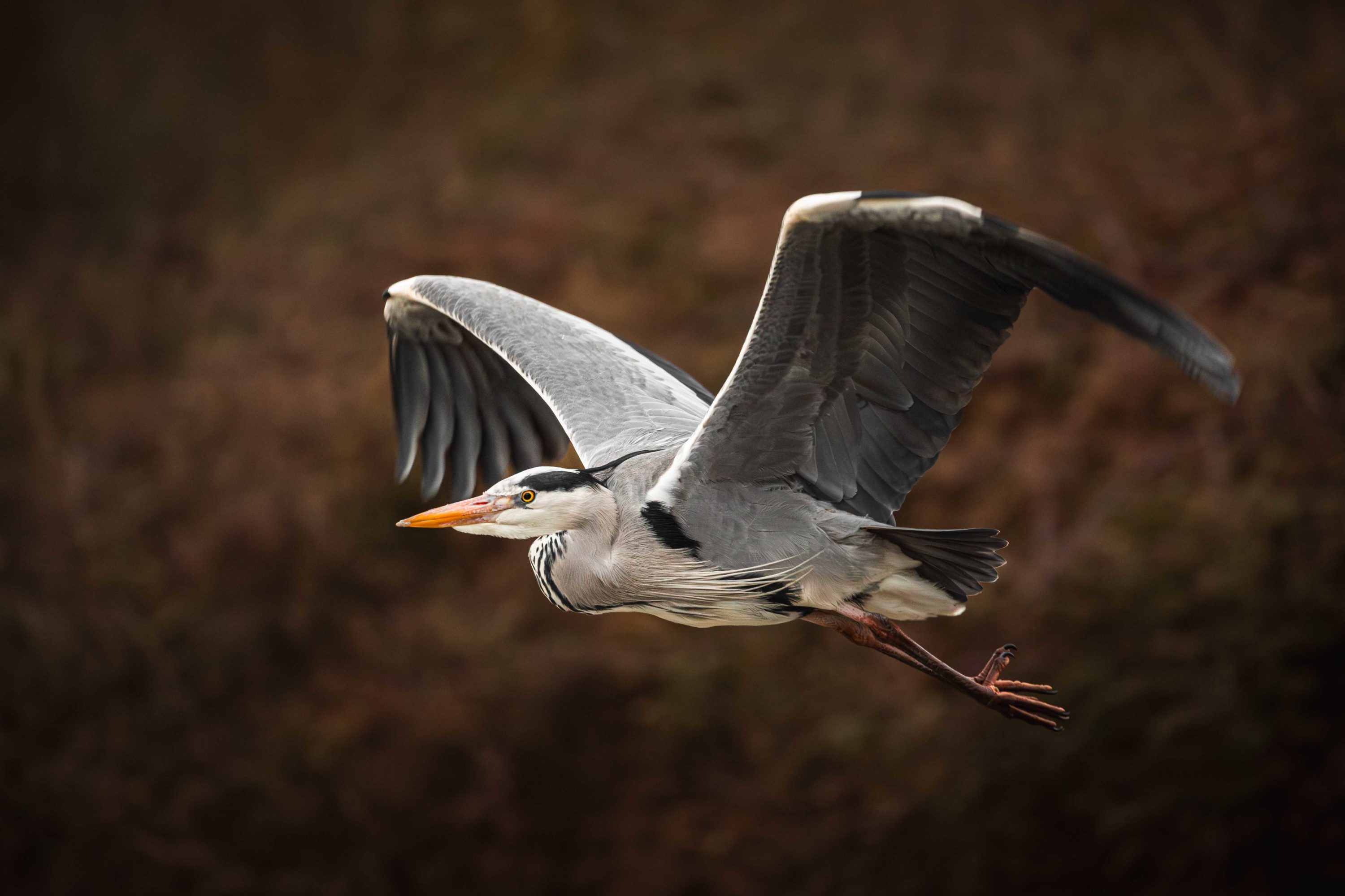 Heron in flight at dusk